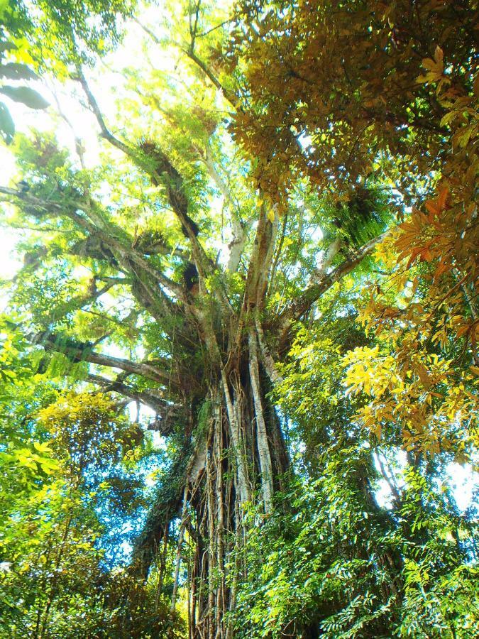 On The Wallaby Eco Lodge Yungaburra Zewnętrze zdjęcie